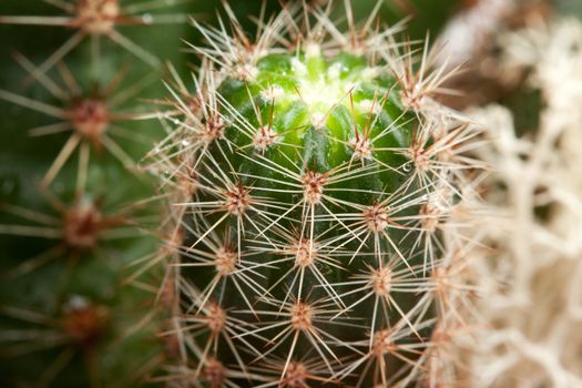 Background from a cactus in the drops Rozsa