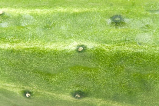 background in a green rind of a fresh cucumber