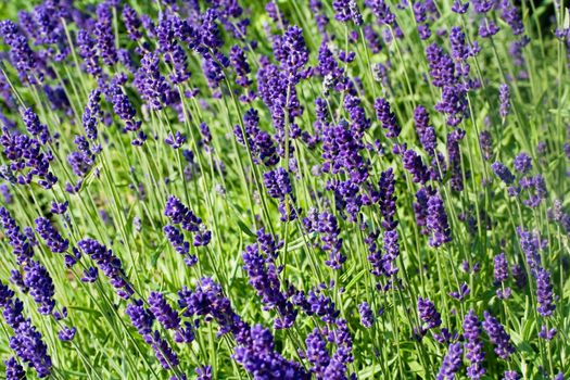 Purple lavender flowerbed in sunny day