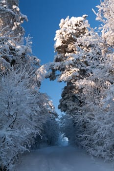trail in the winter forest with blue sky