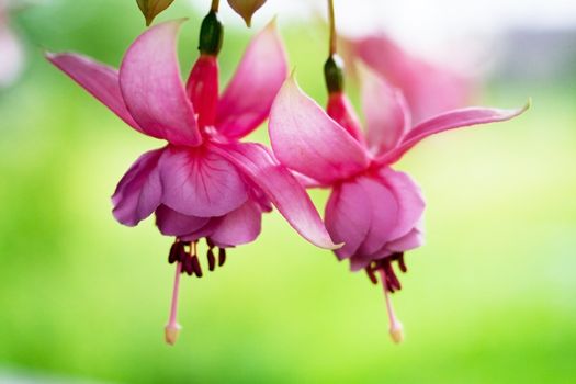 Two Pink Fuchsia flowers macro