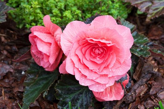 Pink begonias closeup with water drops and