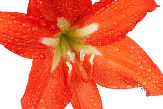 orange lily in the Rozsa drops isolated on white background