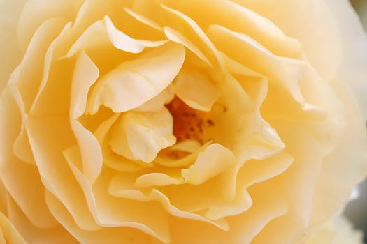 Light yellow rose macro shot