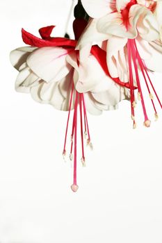 Red and white fuchsia flowers. Not isolated