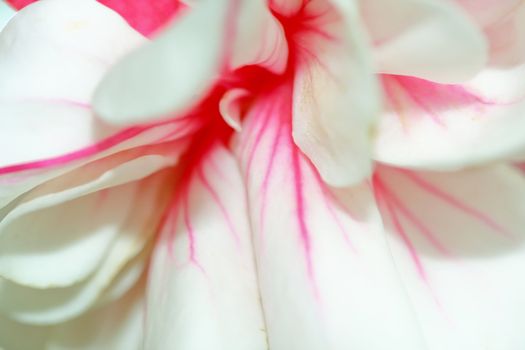 Red and white fuchsia flower macro