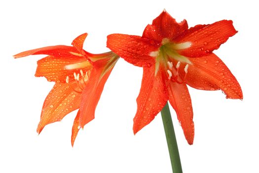 orange lily in the Rozsa drops isolated on white background
