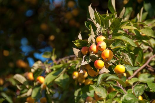 Small natural wild apple tree with a lot of small apples