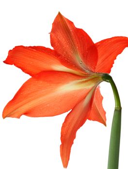 orange lily in the Rozsa drops isolated on white background