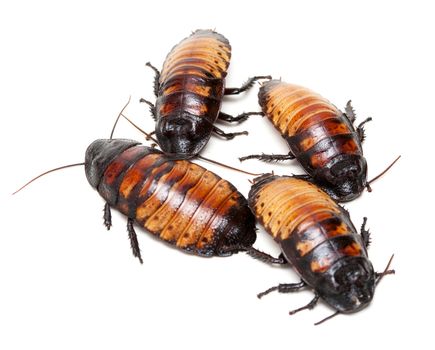 four Madagascar cockroaches isolation on a white background