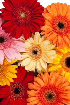 Fresh Gerbera background