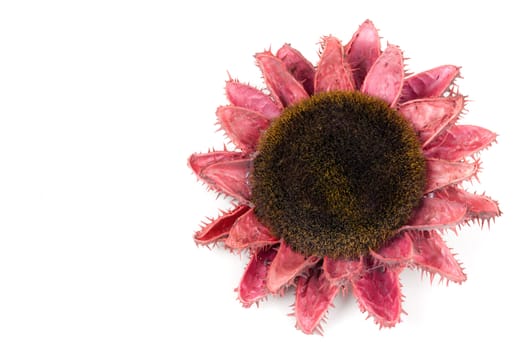 Dried flowers of sunflowers on a white background