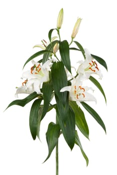 lily isolated on white background