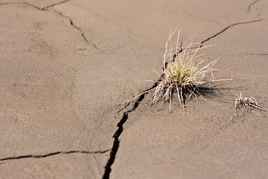 bunch grass arstet on cracked earth