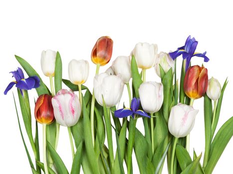 flowers tulips, iris, isolated on white background