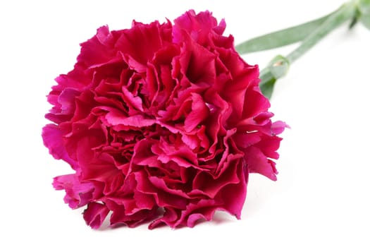red carnation with green stem isolated on a white background