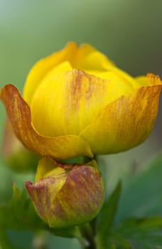 yellow exotic flower closeup against the backdrop of greenery