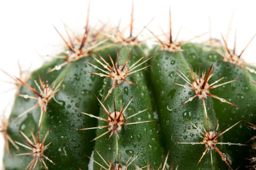 cactus with spines in the Rozsa drops isolated on white background