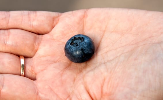 huge blueberries in the women's hands