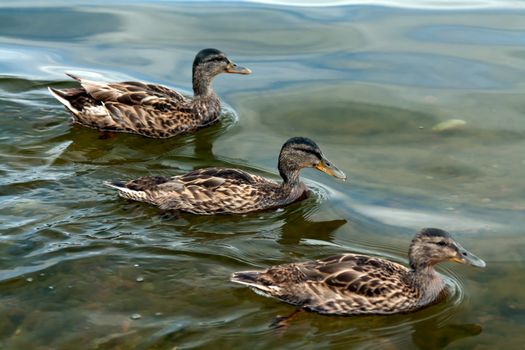 three ducks floating on the lake