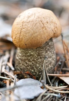 edible mushroom in the woods on a background of grass and moss