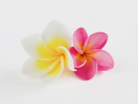 Frangipani Spa Flowers border , Plumeria flower