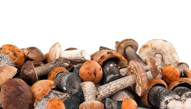 handful of fresh wild mushrooms on a white background