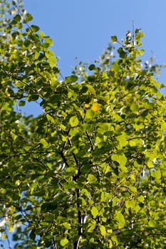 green birch leaves against the blue sky