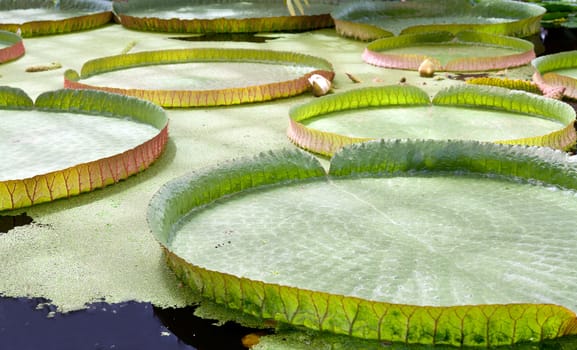 floating on the water lily, tropical garden