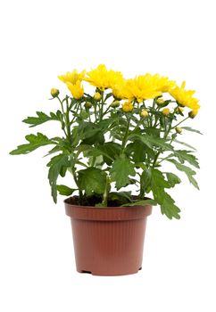 Decorative yellow chrysanthemum in pot isolated on white background