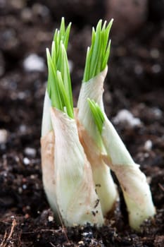 young green sprout from the rising of the land
