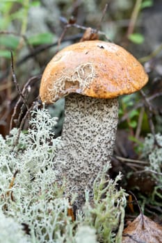 edible mushroom in the woods on a background of grass and moss