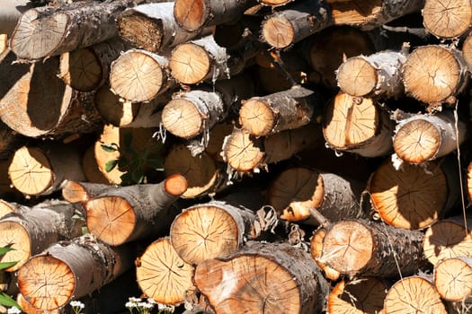 round birch wood stacked in a pile of background