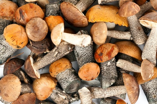 background of fresh wild mushrooms