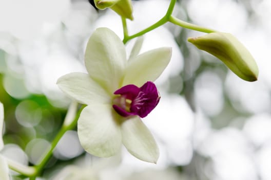 Close up of beautiful orchids blooms in garden