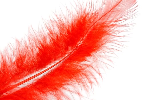 red feather of a bird isolated on a white background