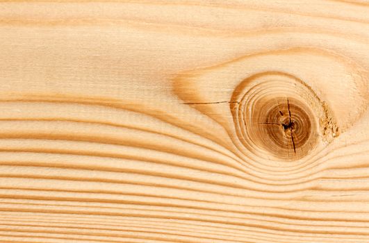 bitches on a wooden board background.