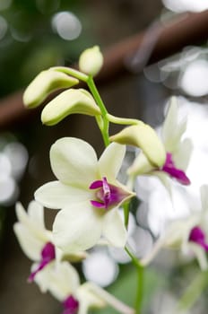 beautiful orchids blooms in garden