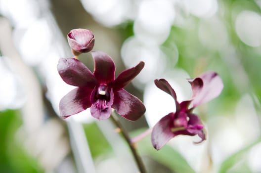a beautiful  red orchids blooms in garden