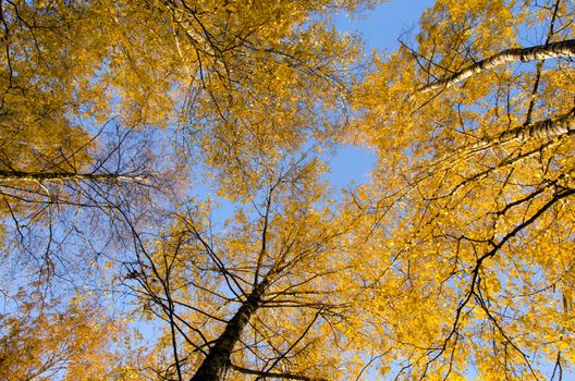 Amazing autumn view of birch tree tops with yellow leaves on background of blue sky.