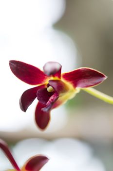 Close up of beautiful   red  orchids blooms .