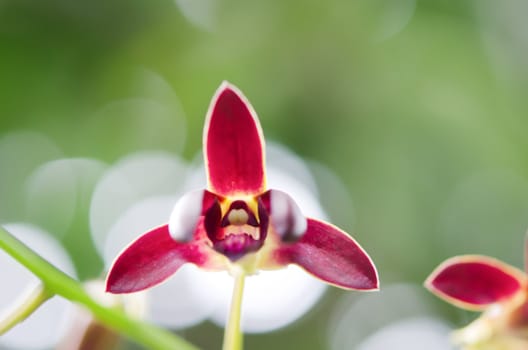 Close up of beautiful red orchids blooms  in green garden