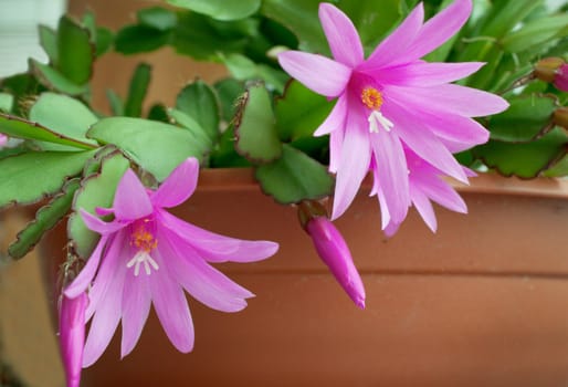 Beautiful flower of the cactus in the room
