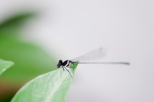 a  photograph of a dragonfly  on a leaf