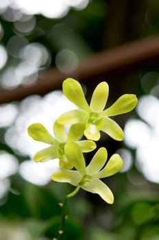 Close up of fresh  lemon chiffon orchids blooms in garden