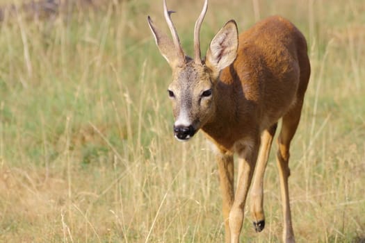 young roe deer buck coming from the field