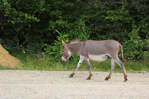 gray donkey walking slow on the road