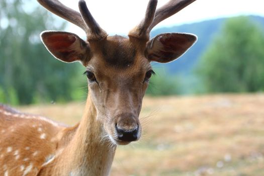 young fallow deer stag portrait