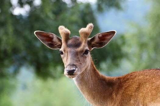 fallow deer stag looking at the camera