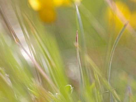 Abstract close-up of green and yellow garden